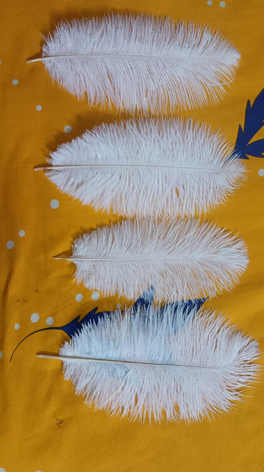 Ostrich feather